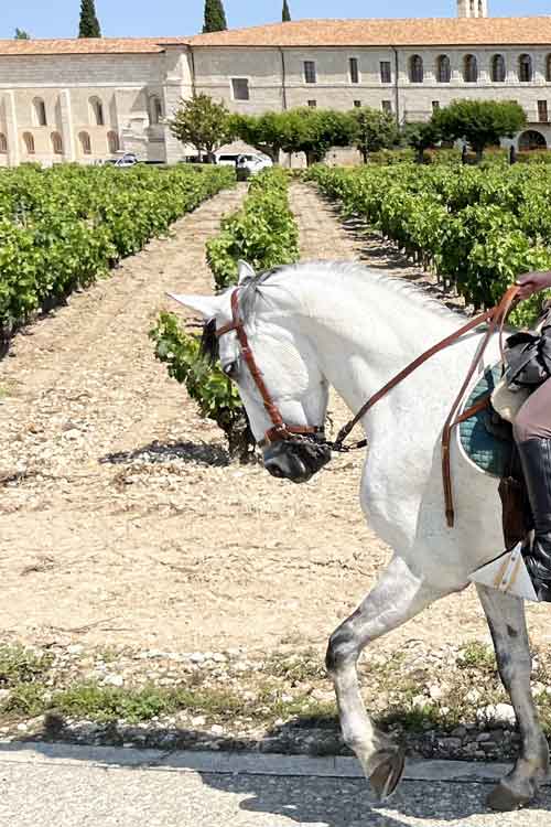RUTA_VINO_INICIO_1
