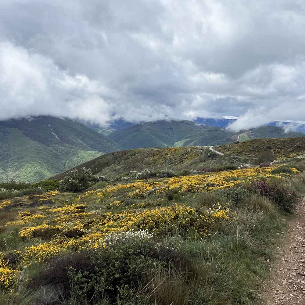 CAMINO_SANTIAGO_CABALLO_3