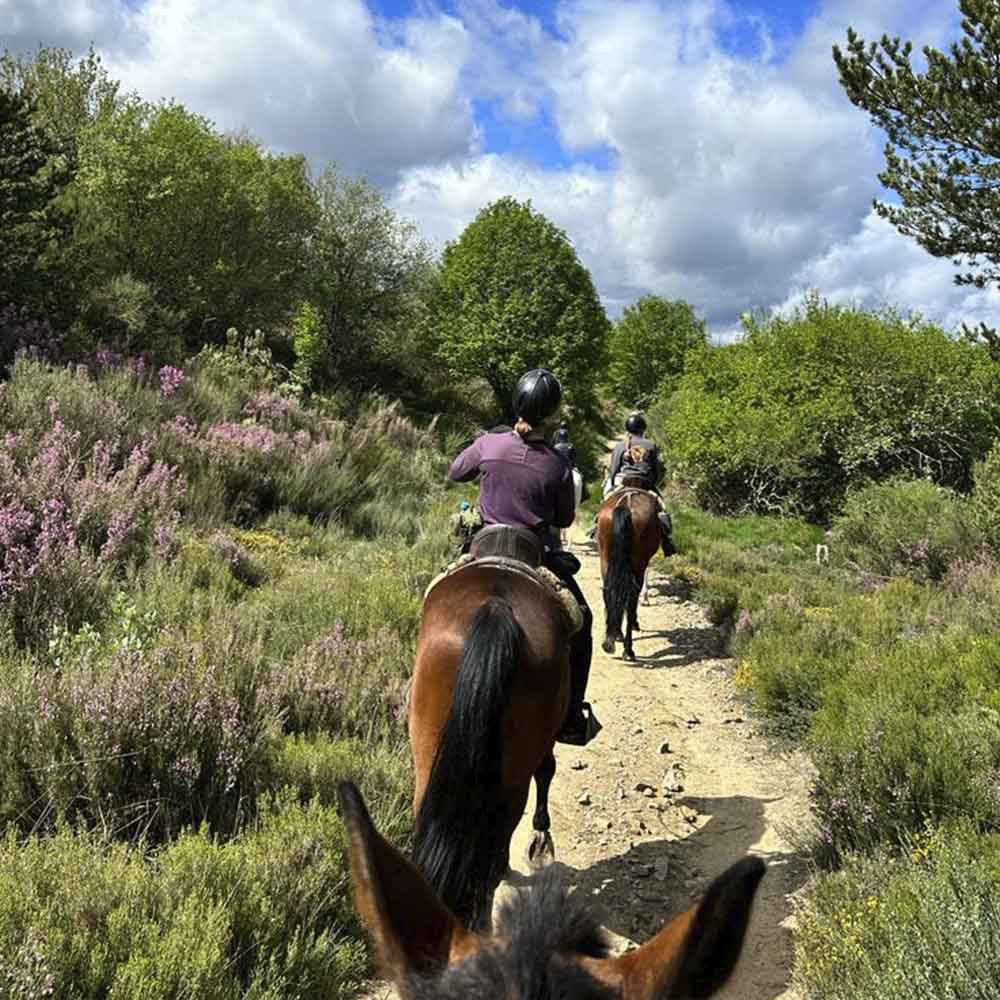 CAMINO_SANTIAGO_CABALLO_9